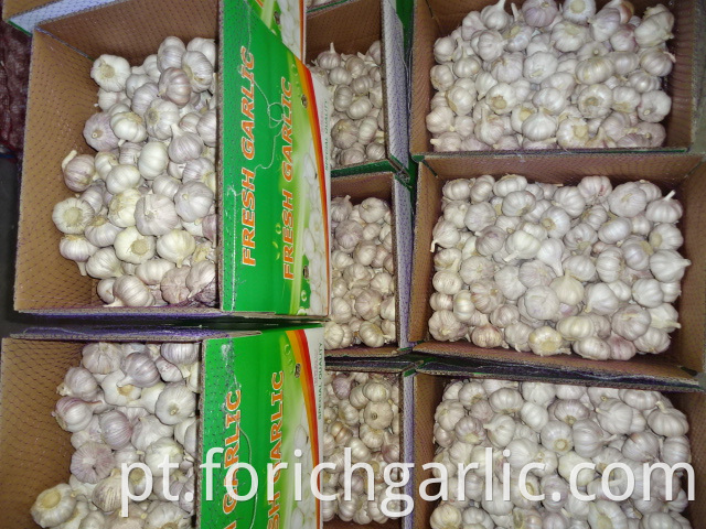 Normal White Garlic Fresh